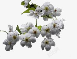 白色花的树树枝梨花高清图片