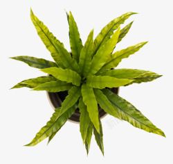 俯拍植物盆栽绿色植物高清图片