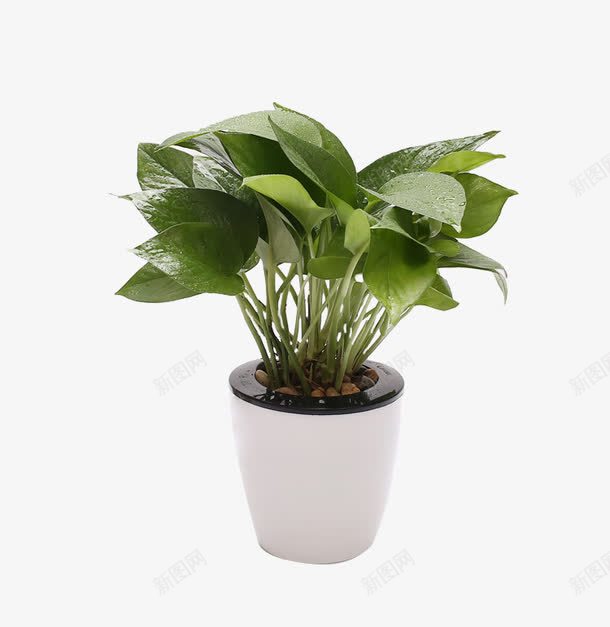 绿色植物png免抠素材_88icon https://88icon.com 办公桌小盆栽 绿叶 绿萝 防辐射植物