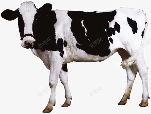 下奶的奶牛png免抠素材_88icon https://88icon.com 下奶 动物 奶牛 黑白牛
