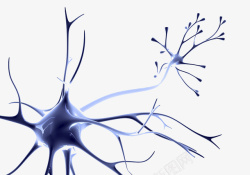 生物人体神经系统高清图片