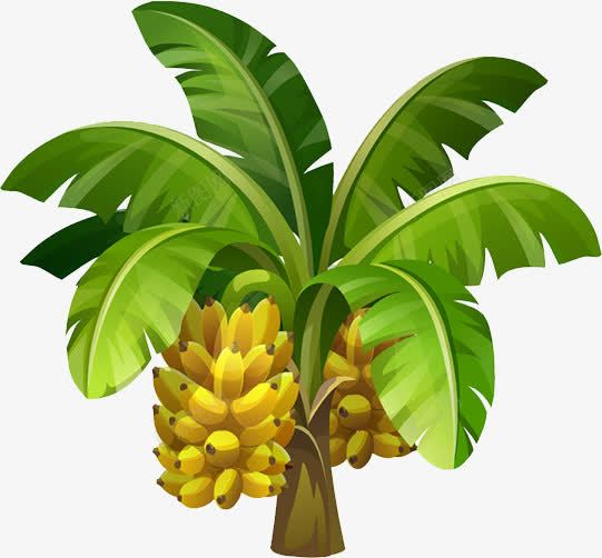 香蕉树png免抠素材_88icon https://88icon.com 大香蕉大 绿叶 风景 香蕉 香蕉树