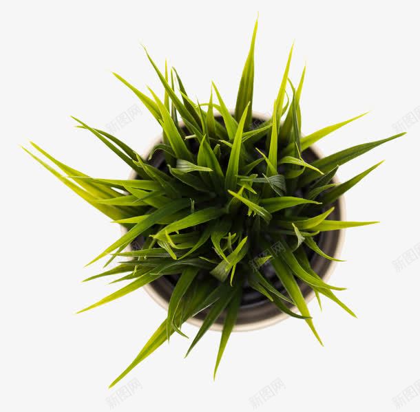 盆栽植物png免抠素材_88icon https://88icon.com 俯拍植物 绿色植物 绿草 花盆