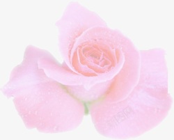 粉色玫瑰花婚礼三折页素材