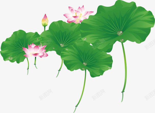 荷叶和荷花矢量图ai免抠素材_88icon https://88icon.com 水珠 清新 矢量图 竹子荷花荷叶满池塘 荷叶 莲花 装饰