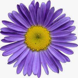 荷兰菊蓝紫色荷兰菊高清图片