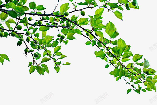 嫩绿的缠绕的树枝png免抠素材_88icon https://88icon.com 嫩绿色 枝丫 枝叶 柳条 树林 树根 绿色 缠绕的树枝 自然