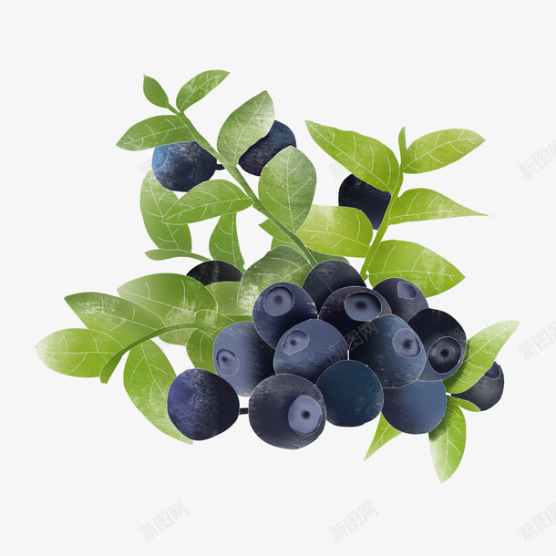 美味水果手绘蓝莓png免抠素材_88icon https://88icon.com 健康 手绘 水果 蓝莓