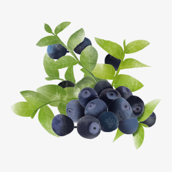美味水果手绘蓝莓素材
