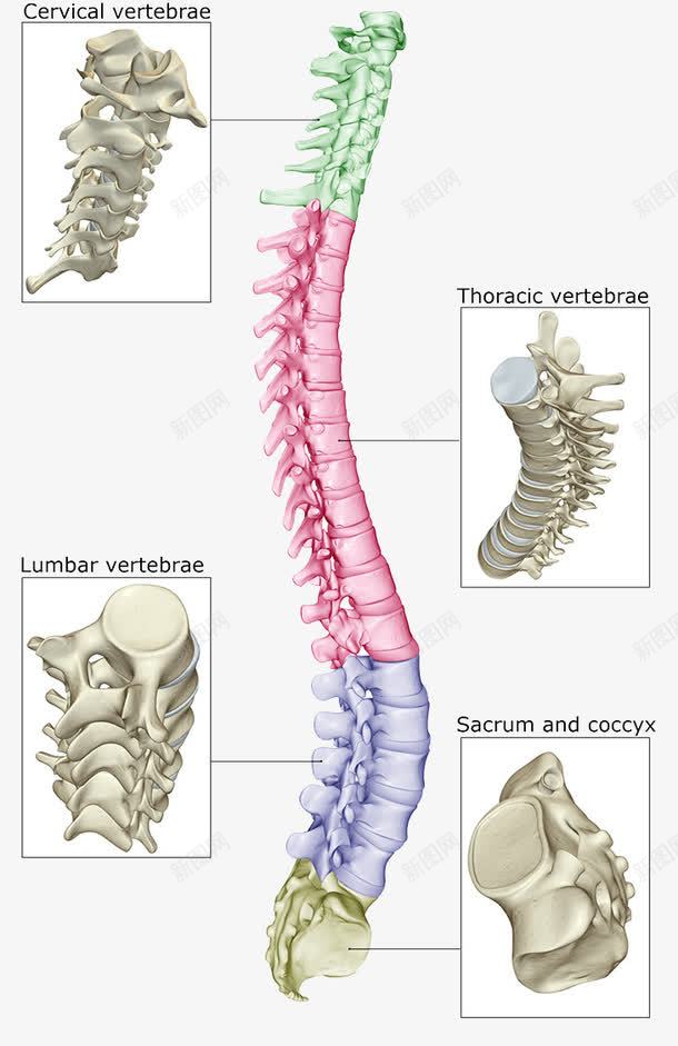 人体骨头结构png免抠素材_88icon https://88icon.com 尾骨 生物学图片 腰椎 颈椎