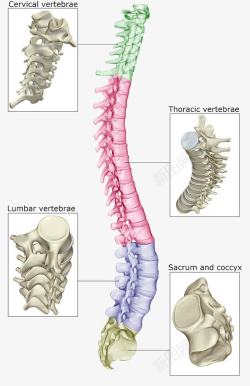 颈椎腰椎按摩器人体骨头结构高清图片