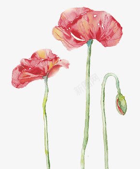 彩绘红花手绘古风png免抠素材_88icon https://88icon.com 古风 彩绘 手绘 红花