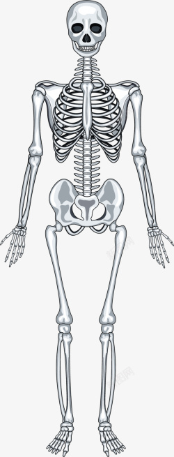 人的骨头人体骨骼矢量图高清图片