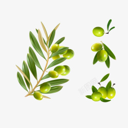 天然植物清新橄榄果橄榄叶高清图片