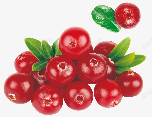 红色新鲜水果蔓越莓果png免抠素材_88icon https://88icon.com 叶子 新鲜 果实 水果 浆果 红色 莓果 蔓越莓