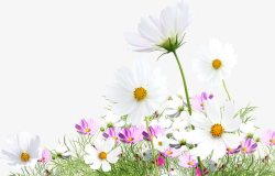 白色春天郊外花朵植物素材