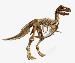 完整完整的暴龙雷克斯骨骼化石实物高清图片