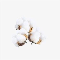 纯棉花棉花高清图片