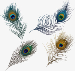 蓝紫色羽毛飘逸美丽的孔雀羽毛高清图片