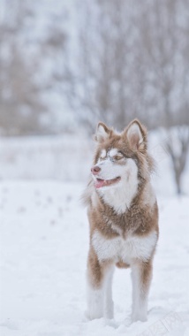 雪地上的狼H5背景摄影图片