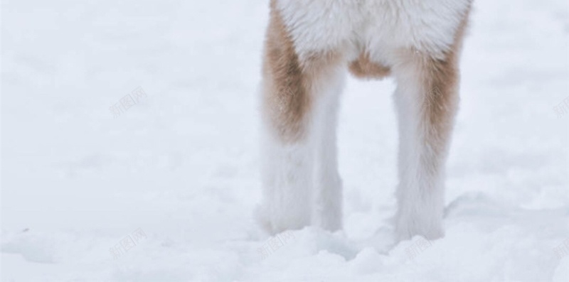 雪地上的狼H5背景jpg_88icon https://88icon.com H5 H5背景 h5 冬天 动物 彩色 摄影 狼 雪地 雪地狼群 风景