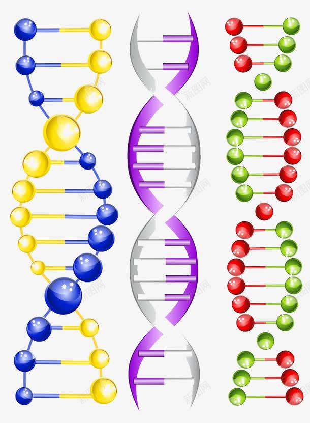 DNA结构模型png免抠素材_88icon https://88icon.com DNA双螺旋结构图片 DNA结构模型素材DNA结构模型模板下载DNA结构模型双螺旋医学医疗科学