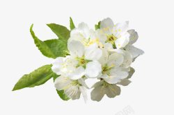 白色清新梨花装饰图案素材
