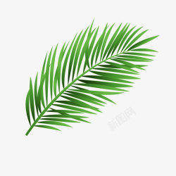 卡通绿色棕榈树树叶素材