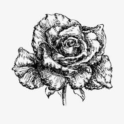 黑白玫瑰花线条花素材