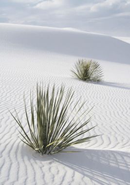 白色简约沙漠植物海报背景