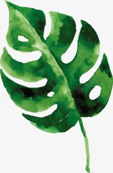 绿色手绘龟背竹叶片素材