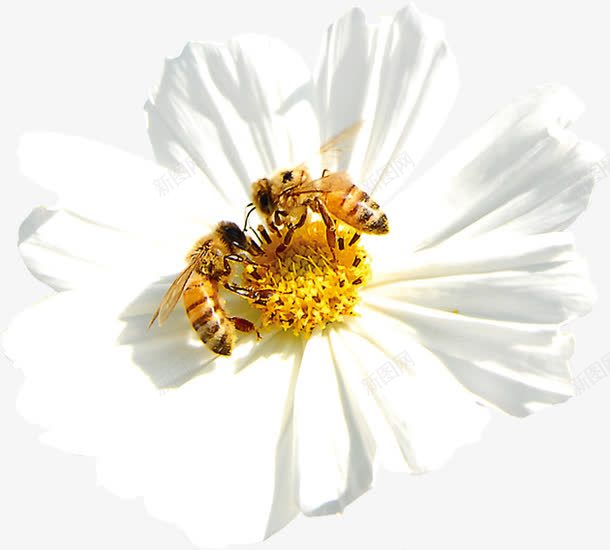 白色春天花朵蜜蜂png免抠素材_88icon https://88icon.com 春天 白色 花朵 蜜蜂