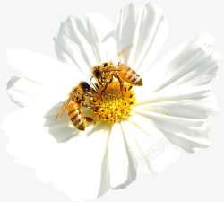 白色春天花朵蜜蜂素材