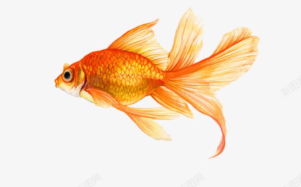 一条金鱼png免抠素材_88icon https://88icon.com 一条 卡通 手绘 眼睛 红色的 金鱼 金黄色的 鱼尾
