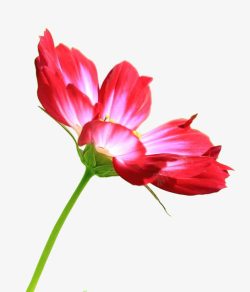 菊科秋英属一朵红色的格桑花高清图片