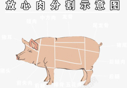手绘猪肉分割示意图素材