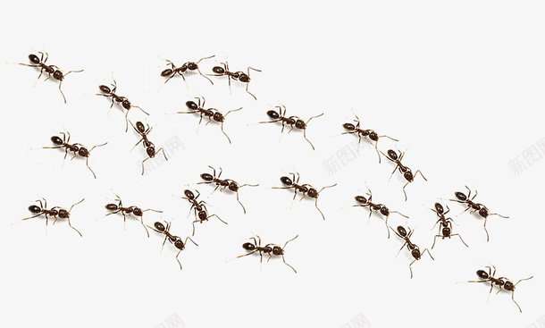 一群蚂蚁png免抠素材_88icon https://88icon.com png图形 png装饰 动物 卡通 蚂蚁 装饰