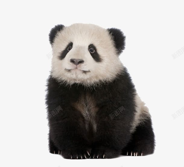 熊猫png免抠素材_88icon https://88icon.com 中国国宝 可爱熊猫 大熊猫 熊猫