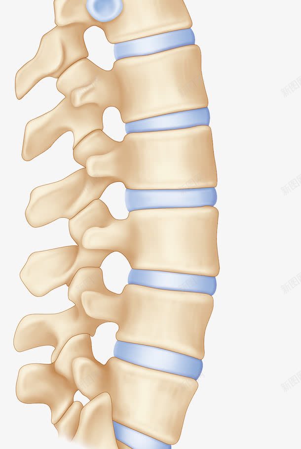 脊柱骨头png免抠素材_88icon https://88icon.com 人体结构 生物学插图 脊椎 腰椎