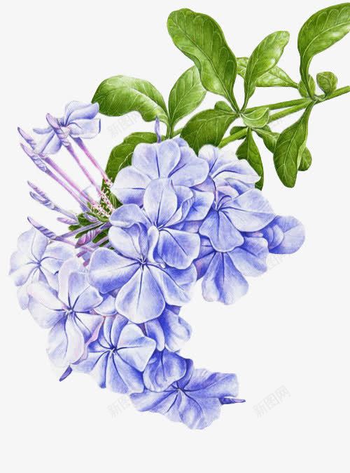 紫色的花png免抠素材_88icon https://88icon.com 植物 水彩 紫色 花卉