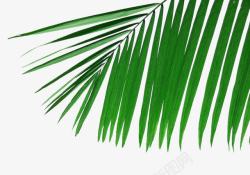 椰子树叶素材