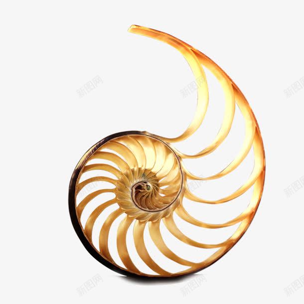 蜗牛png免抠素材_88icon https://88icon.com 纹理 蜗牛 蜗牛壳 蜗牛的房子 装饰