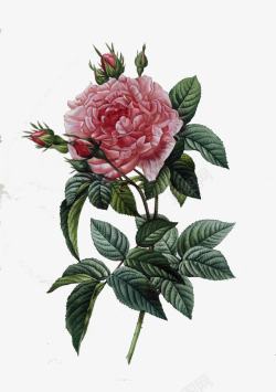 手绘粉色玫瑰水彩画册素材