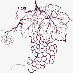 葡萄素描线条板绘葡萄高清图片