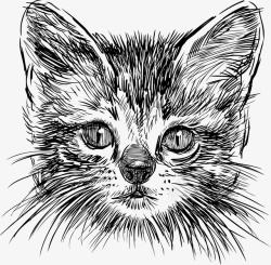 手绘速写猫咪猫头像图形矢量图素材