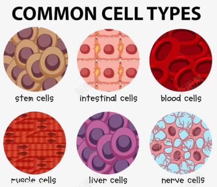 生物整容干细胞实案图标图标