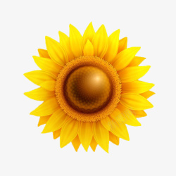 金葵花金葵花向日葵黄色花朵鲜花向阳花高清图片