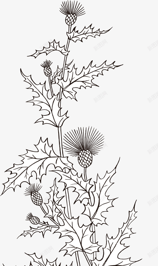 手绘装饰线描蓟花图案矢量图ai免抠素材_88icon https://88icon.com 创意 手绘图案 手绘风装饰图案 植物简笔画 线性箭头 线描花朵 线描蓟花图案 矢量图