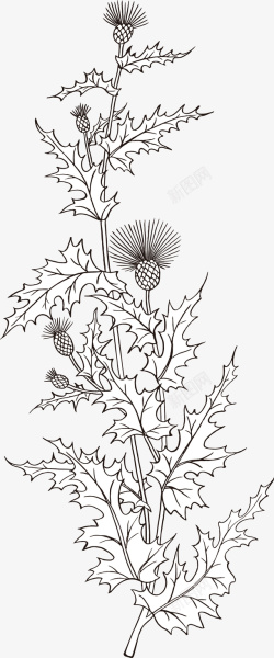 线性花朵手绘装饰线描蓟花图案矢量图高清图片