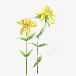 手绘黄色菊花花朵素材